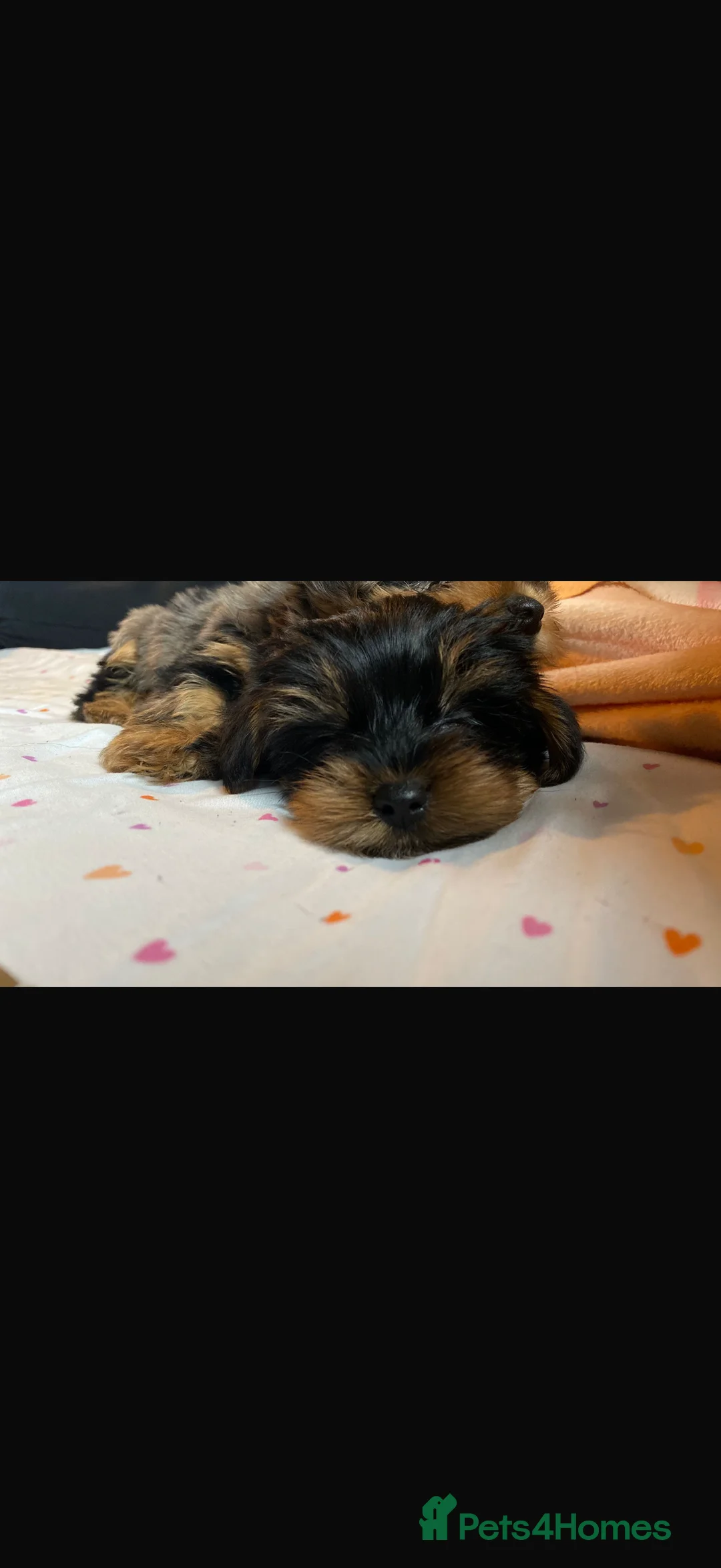 Yorkshire Terrier dogs for sale: 🌸 Stunning Yorkshire terrier puppies available 🌸 - Advert 16