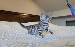 Bengal cats for sale: 🤍🩶🖤 Beautiful Bengal Kittens 🖤🩶🤍 - Image 20