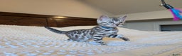 Bengal cats for sale: 🤍🩶🖤 Beautiful Bengal Kittens 🖤🩶🤍 - Advert 20