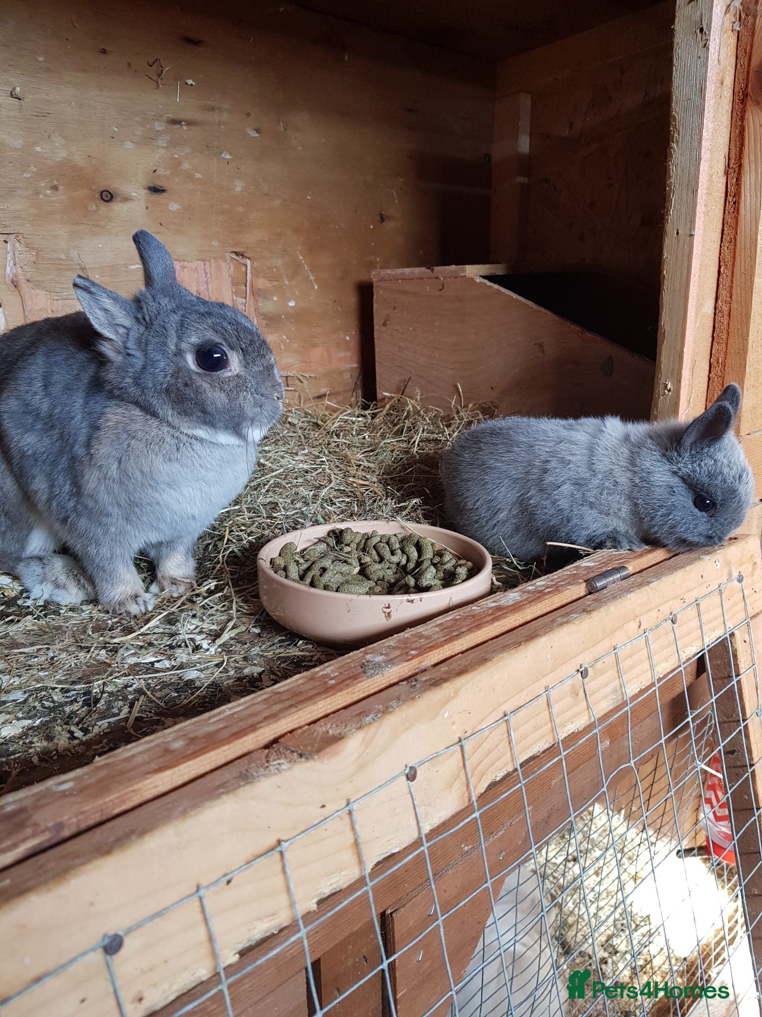 Netherland Dwarf rabbits Netherland Dwarf  - Advert 1