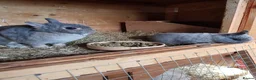 Netherland Dwarf rabbits for sale: Netherland Dwarf  - Advert 1