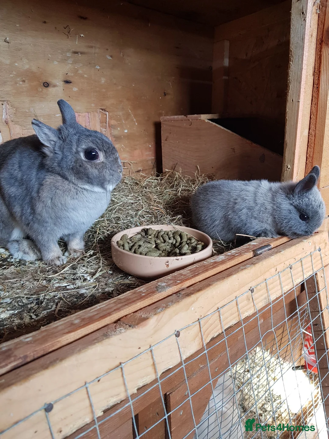 Netherland Dwarf rabbits for sale: Netherland Dwarf  - Advert 1