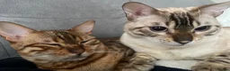 Bengal cats for sale: 1 Male bengal kitten - Advert 6