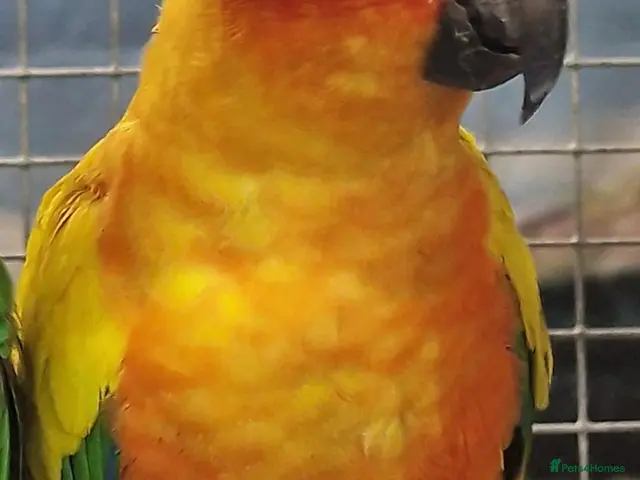 Parrots birds for sale: AMAZONS, PARROTS & PARAKEETS - Advert 2