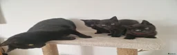 Mixed Breed cats for sale: British short-hair cross kittens  in Saint Austell - Advert 8