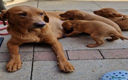 Labrador Retriever dogs for sale: exceptional dark fox red puppies - Image 14