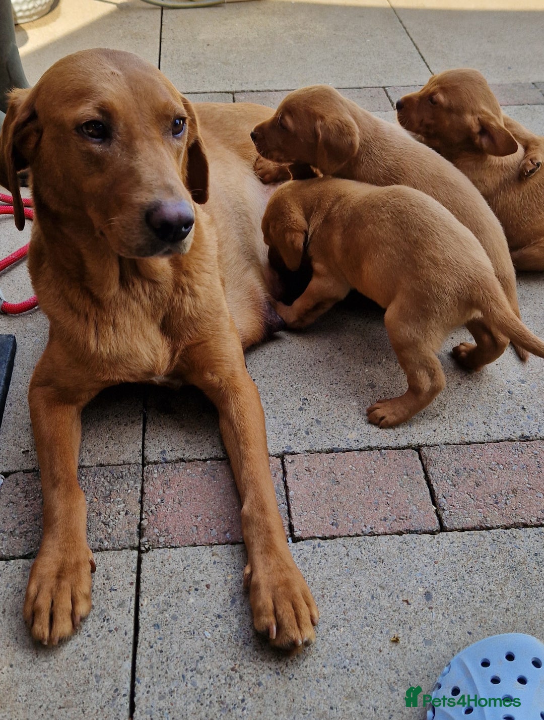 Labrador Retriever dogs for sale: exceptional dark fox red puppies - Image 14