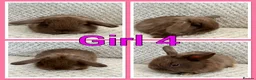 Mini Lop rabbits for sale: Mini lop babies  - Advert 4