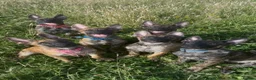 Belgian Shepherd Dog dogs for sale: Dutch Shepherd Puppies - Advert 18