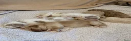 Goldendoodle dogs for sale: 🌟Premium Multi-Gen Doodle Puppies – Rare Colours  - Advert 7