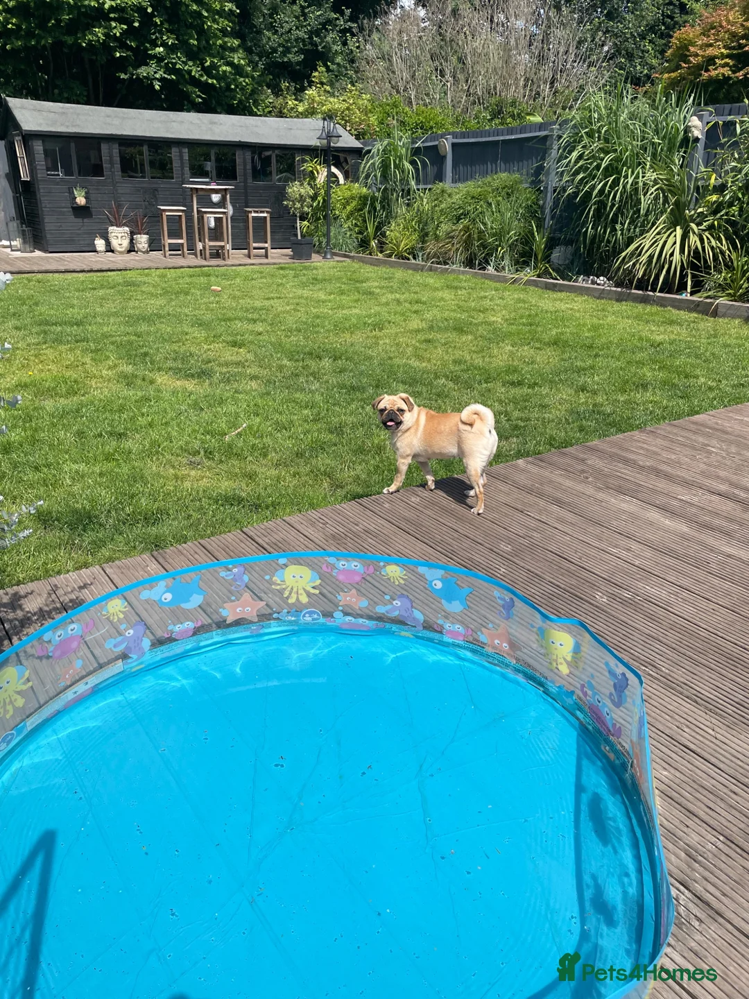 Pug dogs for sale: The most beautiful Apricot female pug aged 1 - Advert 1