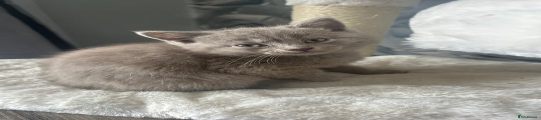British Shorthair Kitten 5