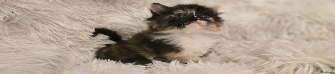 Maine Coon Kitten 1
