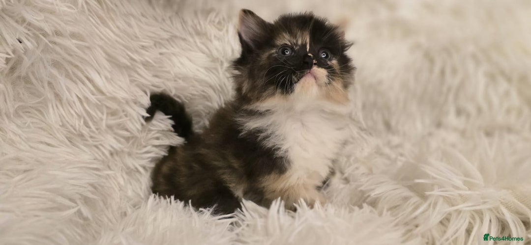 Maine Coon cats for sale: Beautiful Maincoon babys - Image 10