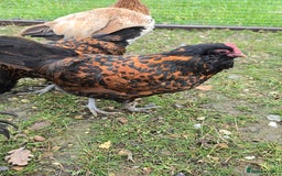 Chickens poultry for sale: Gold Spangled Thuringians POL - Image 7
