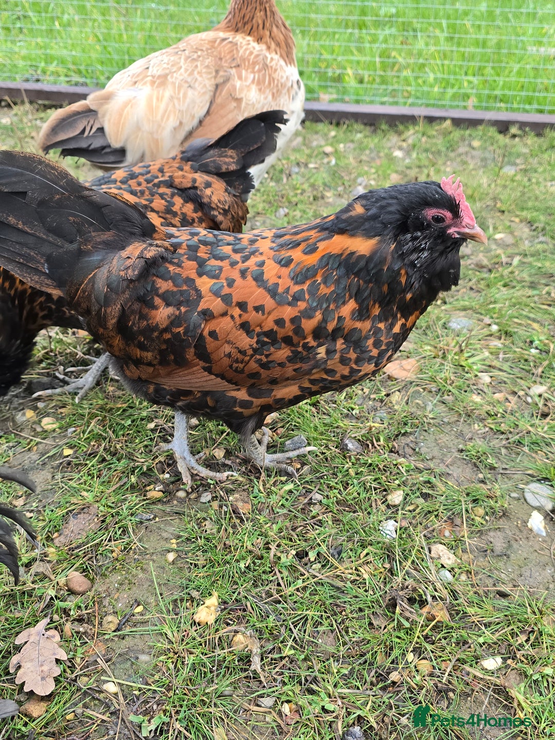 Chickens poultry for sale: Gold Spangled Thuringians POL - Image 7