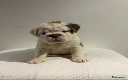 English Bulldog dogs for sale: Full fluffy British bulldog - Image 3
