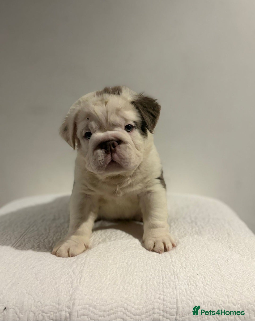 English Bulldog dogs for sale: Full fluffy British bulldog - Image 3