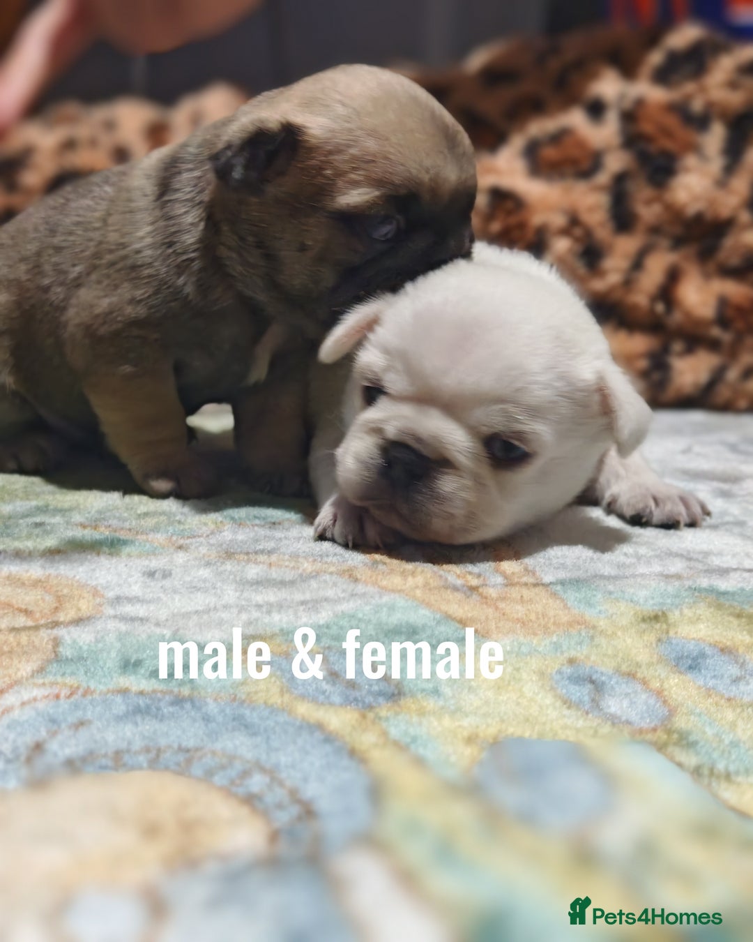 Frug dogs for sale: French bulldog x pug puppies for sale - Advert 2