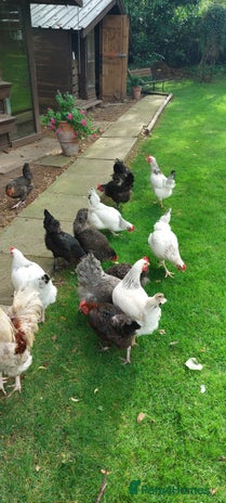 Chickens poultry - Advert 13