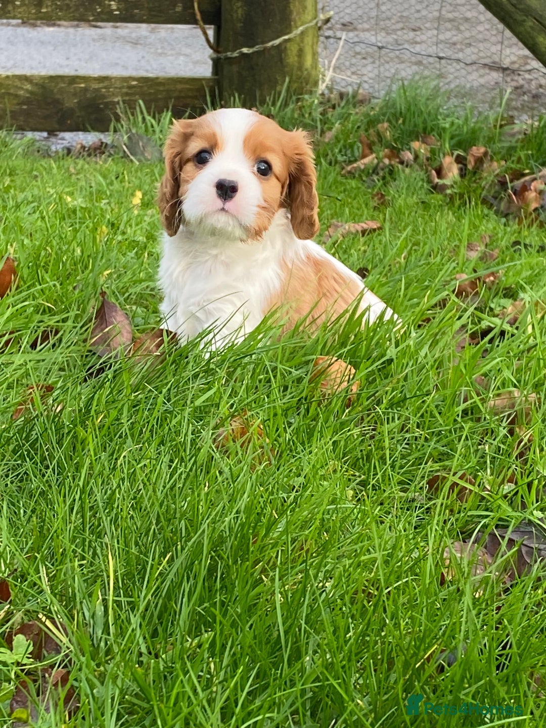 Cavalier King Charles Spaniel dogs for sale: 🐶🐶 Beautiful Cavalier King Charles Spaniel pupps - Advert 1