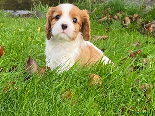 Cavalier King Charles Spaniel dogs 🐶🐶 Beautiful Cavalier King Charles Spaniel pupps - Advert 1