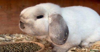 Mini Lop rabbits Friendly mini lop male - Advert 9