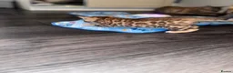 Bengal cats for sale: Pure bengal  - Advert 20