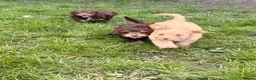 Cockapoo dogs for sale: Stunning F1 Cockerpoos🧸 - Advert 22