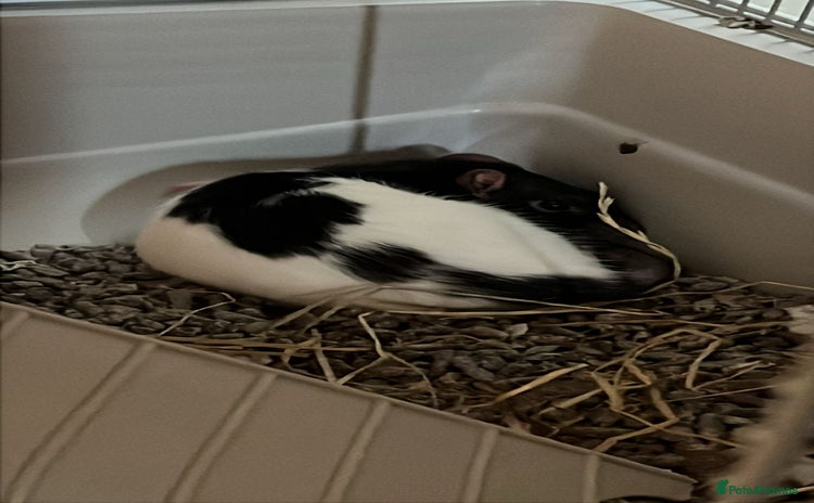 Rat rodents - Advert 1