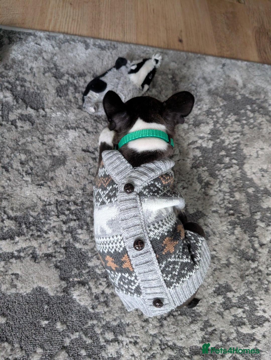 Boston Terrier dogs for sale: SOLD** - Advert 17