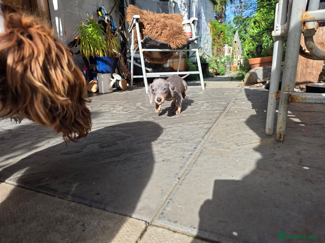 Miniature Dachshund dogs for sale: Miniature Dachsund - Image 2