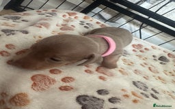 Miniature Dachshund dogs for sale: Miniature daschund puppies - Image 23
