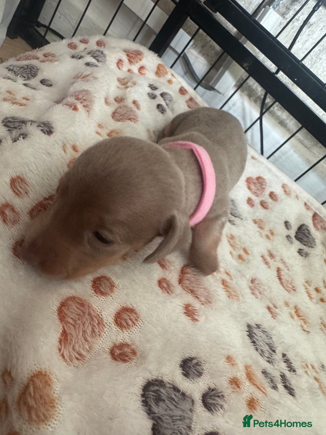 Miniature Dachshund dogs for sale: Miniature daschund puppies - Image 23
