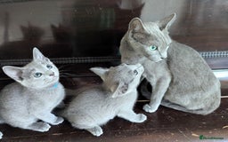 Russian Blue cats for sale: Pedigree TICA Registered kittens - Image 26