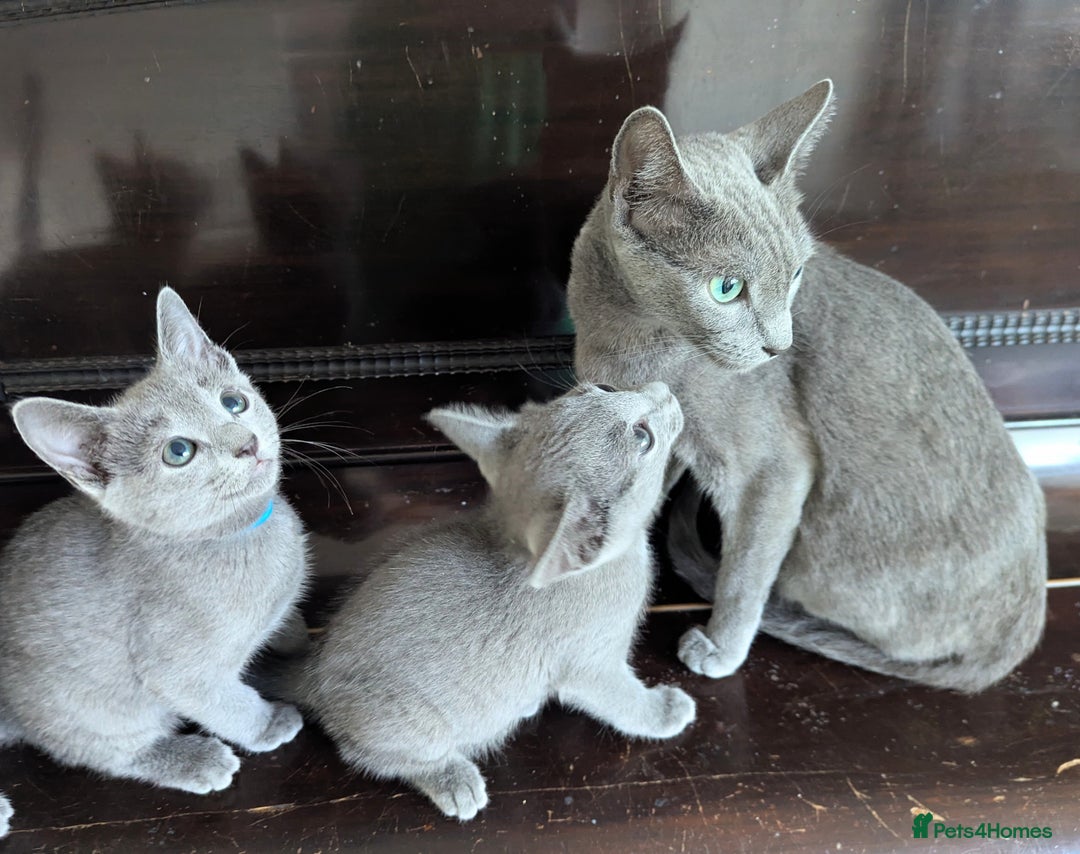 Russian Blue cats for sale: Pedigree TICA Registered kittens - Image 26