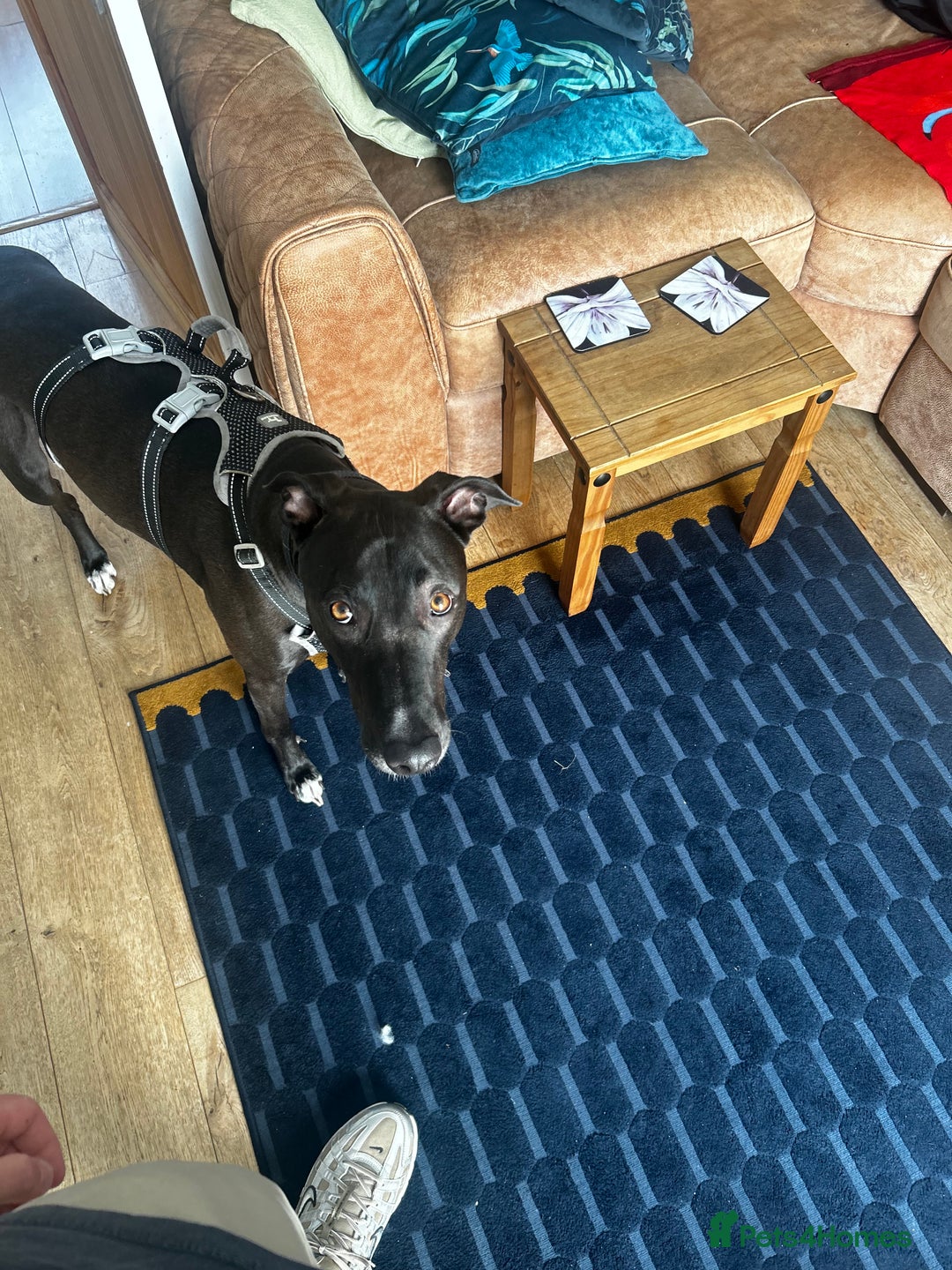 Lurcher dogs for sale: 4 y/o lurcher for rehoming - Image 2