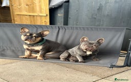 French Bulldog dogs for stud: Outstanding Stud Rocco 🦍💙 - Image 2