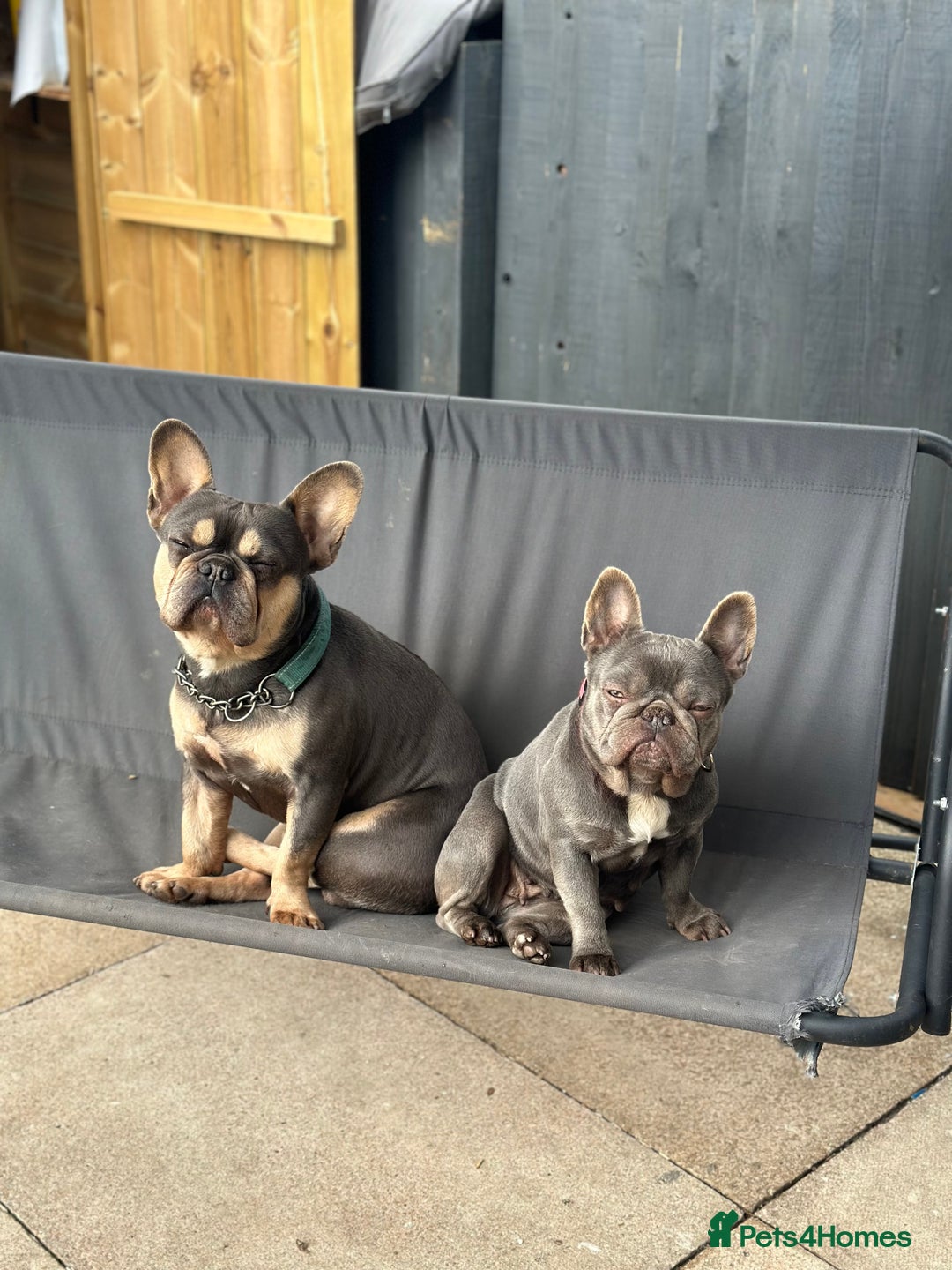 French Bulldog dogs for stud: Outstanding Stud Rocco 🦍💙 - Image 2