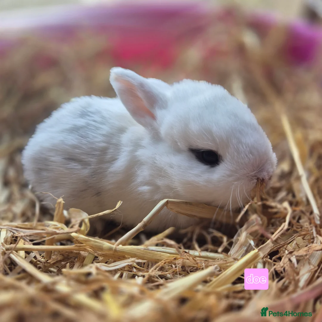 Mini Lop rabbits for sale: Gorgeous mini lop x Rhinelander kits ready April - Advert 20