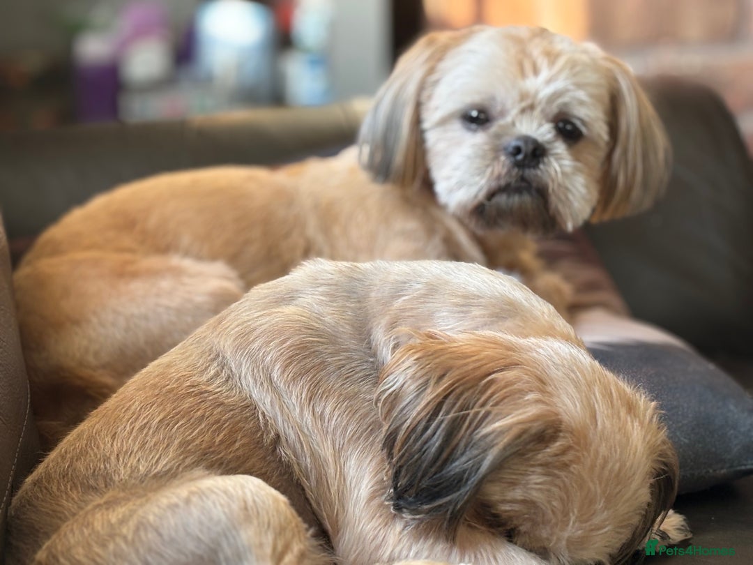 Shih Tzu dogs for sale: Pretty kc reg shih tzu puppy girl  - Image 9
