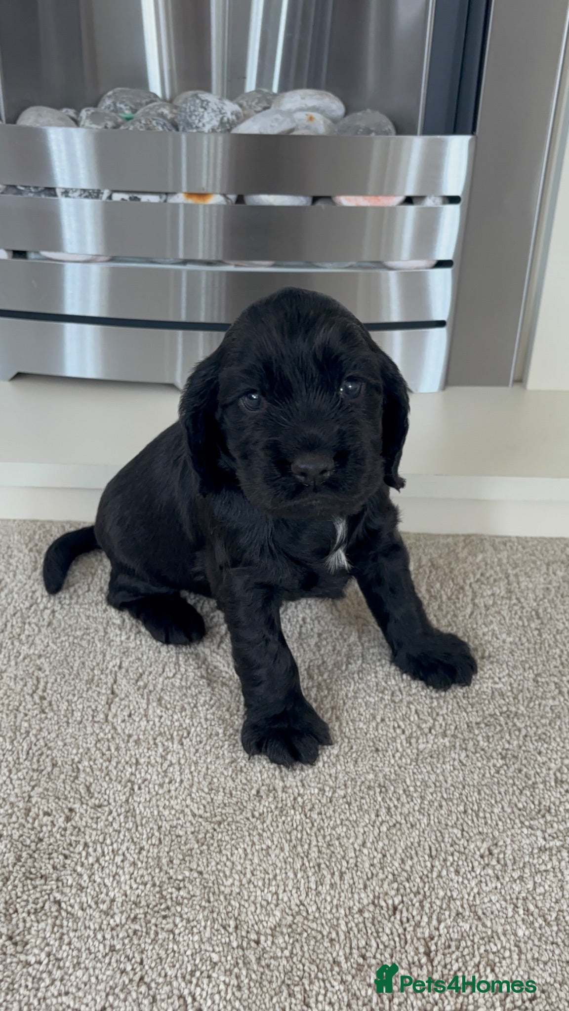 Cocker Spaniel dogs Beautiful Working Cocker Spaniels-Health Tested✅ - Advert 2
