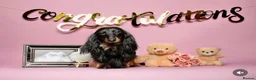 Miniature Dachshund dogs for sale: Champion Lines, Longhaired Miniature dachshunds - Advert 12