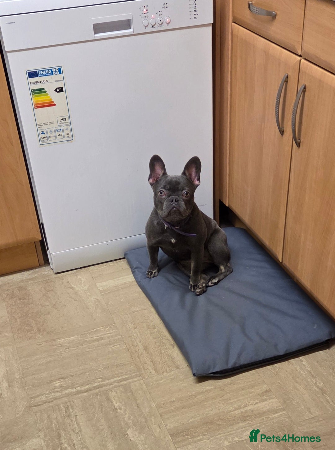 French Bulldog dogs for sale: French bulldog  - Advert 2
