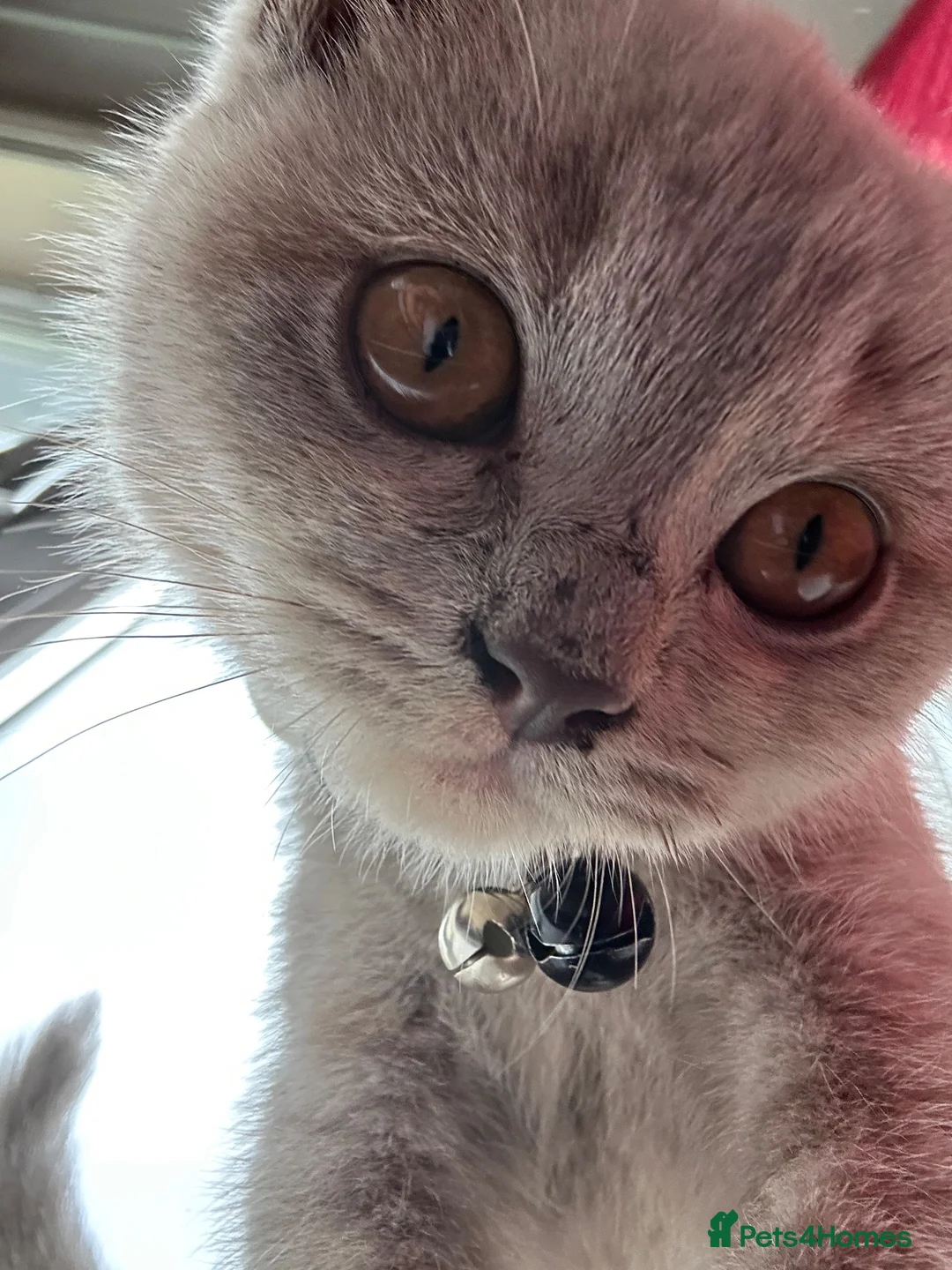 British Shorthair cats for sale: British Shorthair Kitten - Advert 2