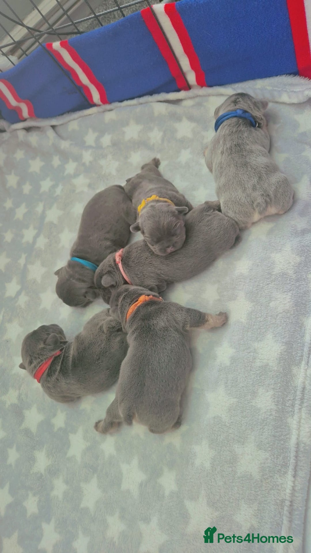 French Bulldog dogs for stud: Lilac and tan carrying cream, testable & fluffy in Motherwell - Image 30
