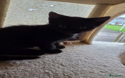 British Shorthair cats for sale: 4 beautiful kittens  - Image 6