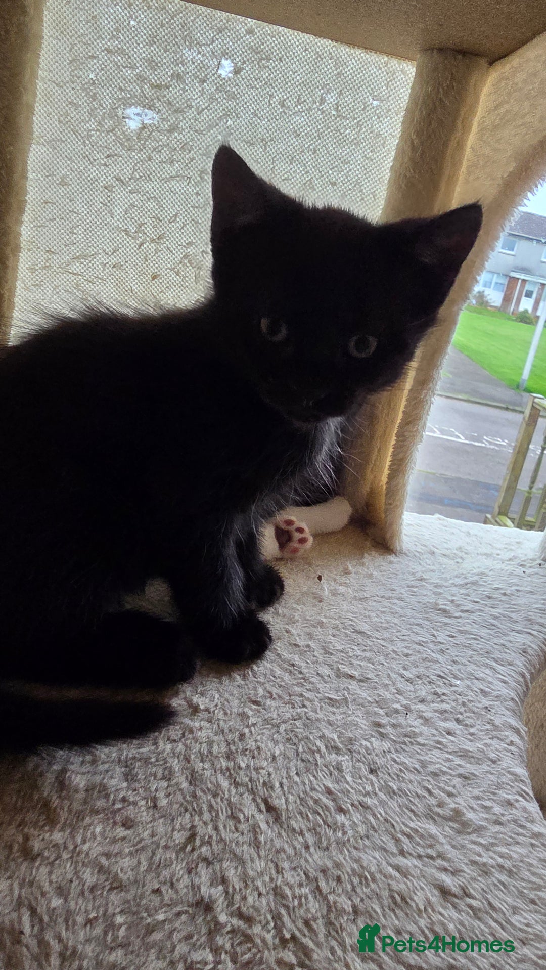 British Shorthair cats for sale: 4 beautiful kittens  - Image 6