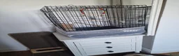Budgerigars birds for sale: A nice buggie with a cage - Advert 3