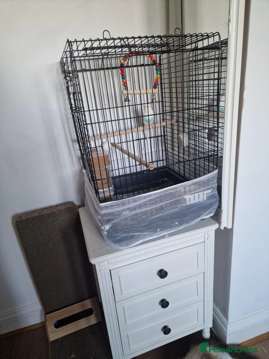 Budgerigars birds for sale: A nice buggie with a cage - Advert 3